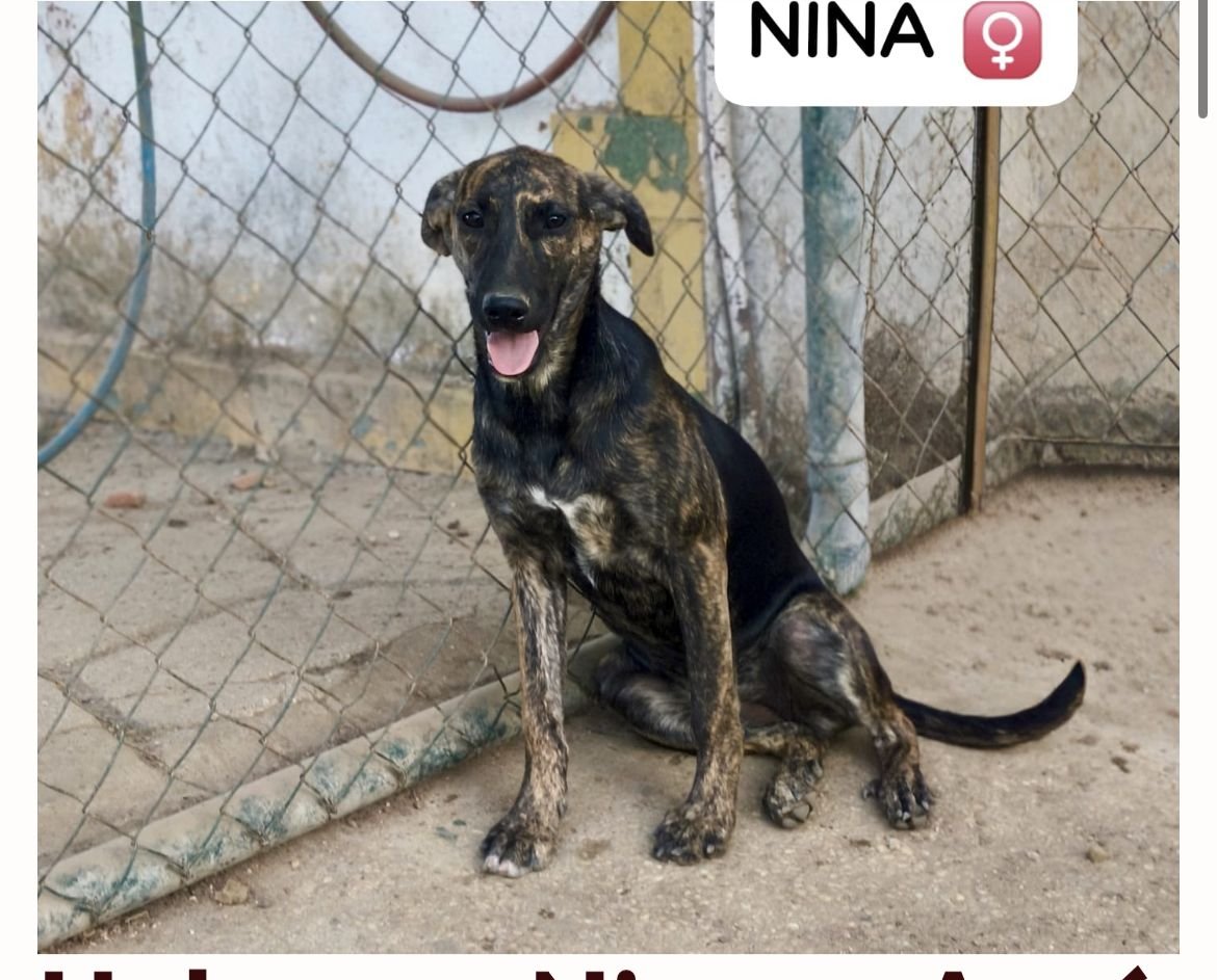 SilviaMylo's tweet photo. 70 euros 🙏🏻
Vamos estos pobres no van a encontrar una familia y pronto irian a la perrera por eso de todos los pobres de esa residencia con jaulas que cierra he elegido a los tres hermanos para mandarlos a la protectora sin jaulas, son inseparables, no es una familia pero adonde irían?? 😢 Quien querría perros no pequeños, mestizos y oscuros?? Seamos realistas 😭😢
Viaje de los tres a finales de mes, unos 300 los tres, se pondrá factura 🙏🏻
Pueblo de Cádiz
Bizum de ayuda
679328901 concepto tres hermanos
🆘🆘🆘🆘🆘🆘🆘🆘🆘