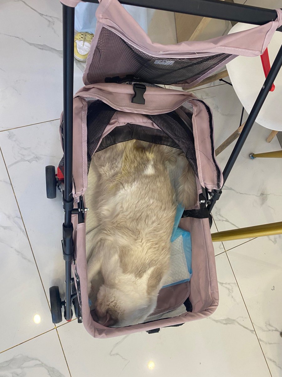GabyGonzalez99's tweet photo. 今天摸鱼帮部门猫主子理毛，它居然用爪子拍我键盘把刚写好的项目方案删了三行，主打一个“摸鱼也要卷过你”～ https://t.co/m3OQ1eltHA