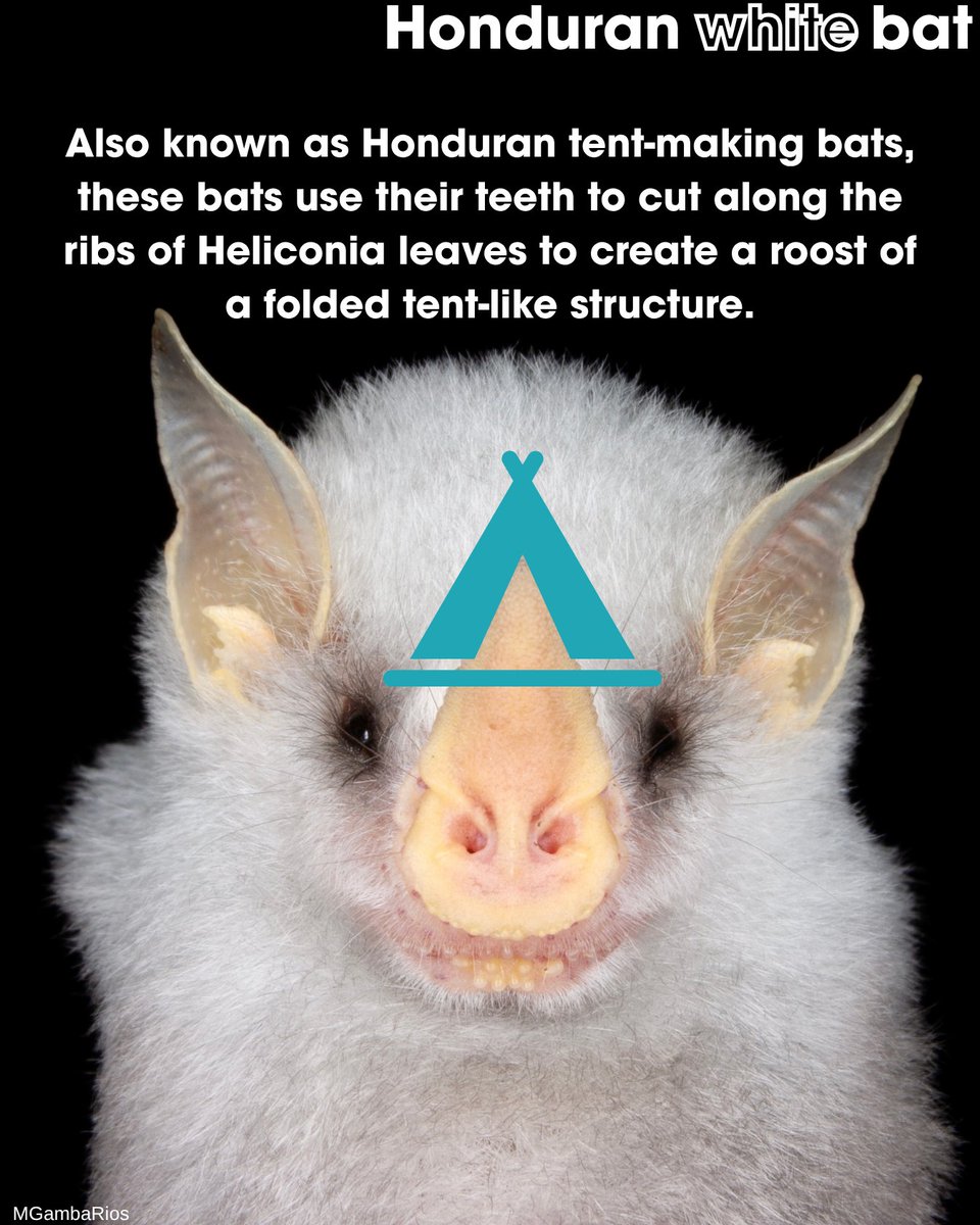 BatConIntl's tweet photo. This week's Bat of the Week is a̶ ̶c̶o̶t̶t̶o̶n̶ ̶b̶a̶l̶l̶ the Honduran white bat (𝘌𝘤𝘵𝘰𝘱𝘩𝘺𝘭𝘭𝘢 𝘢𝘭𝘣𝘢). 🦇

The Honduran white bat is of the two smallest frugivorous bat species in the world, weighing about as much as a US Quarter. 🤏 https://t.co/a93KOoQ0vL