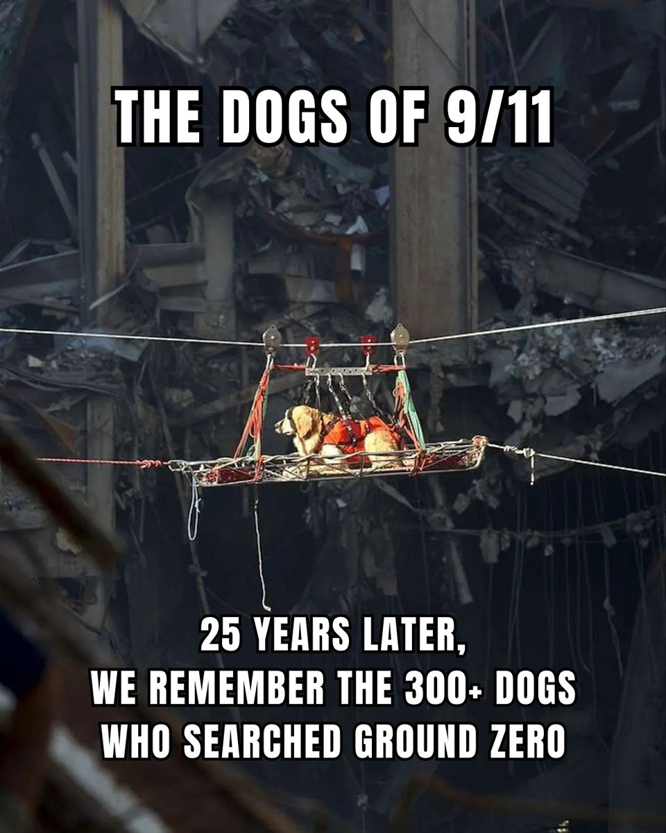 jlieberman2025's tweet photo. 25 years ago, nearly 3,000 people were lost on 9/11 and thousands more ran toward the danger to help.

Among the responders were more than 300 dogs, working alongside firefighters, polic officers, and rescue crews who gave everything in the days and months that followed. https://t.co/ksKIATCFsY