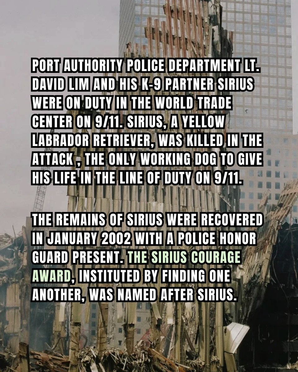jlieberman2025's tweet photo. Today we remember everyone who showed up to help, the four-legged heroes who served alongside them, and everyone who was lost, including Sirius - the only working dog killed on 9/11. https://t.co/eLVMO6xPF2