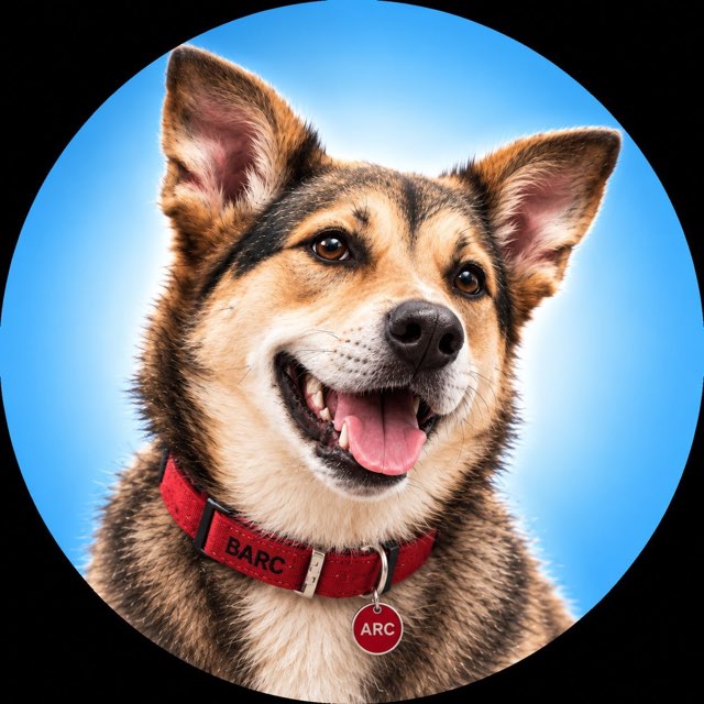 BarcCoin's tweet photo. @samconnerone @Arguspad hey Sam, heard you like dogs! https://t.co/EwFZy2GJTk