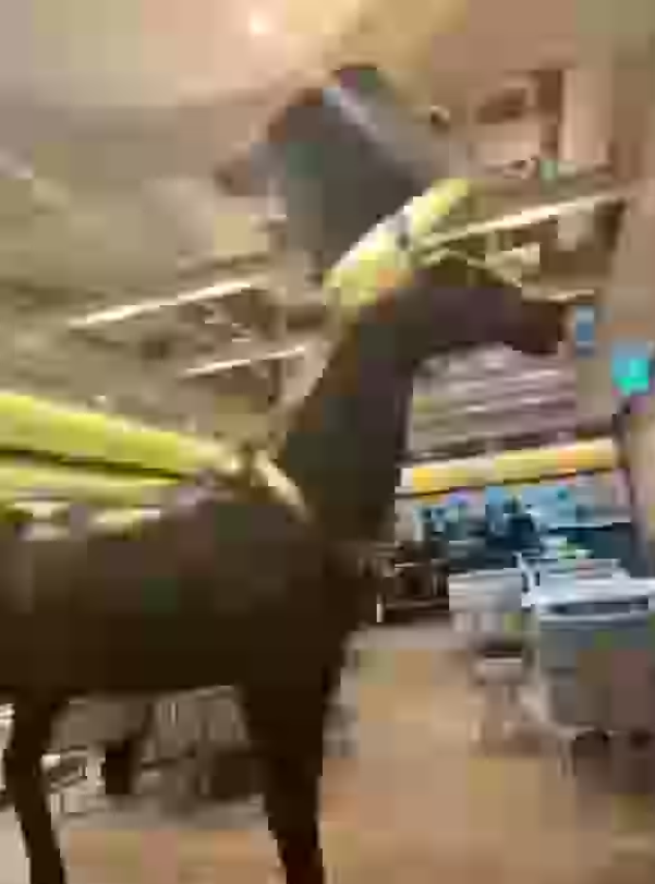 RandomGuyLucky's tweet photo. waiter: hi order
me: french fery
horse of servitude in cornner of my eye https://t.co/kTUdKb6Dcn
