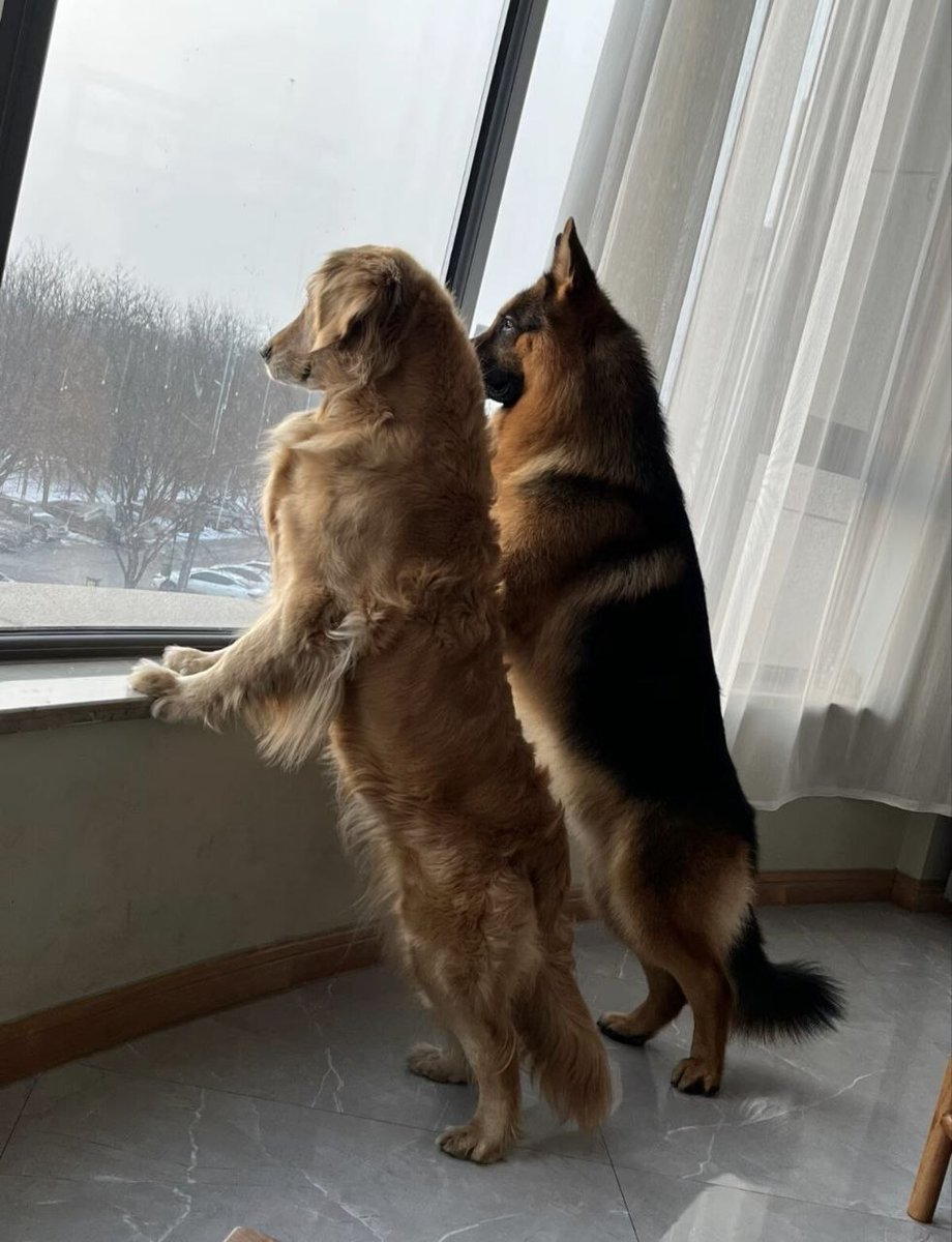 Cynthiaizsk's tweet photo. The act of zoo is something that gives me pleasure🥰😋, watch me live on telegram 👉
https://t.co/jfqrRT0nu6
 #zoophillia #zoosarevalid #beastiality
#dogknot #zooprideisvalid #zoophile
#antizoo #antizoophile #zoopride
#zoophilepride 
#Bestiality 
#zooisnotvalid
#USA https://t.co/aQlLiKOwBd