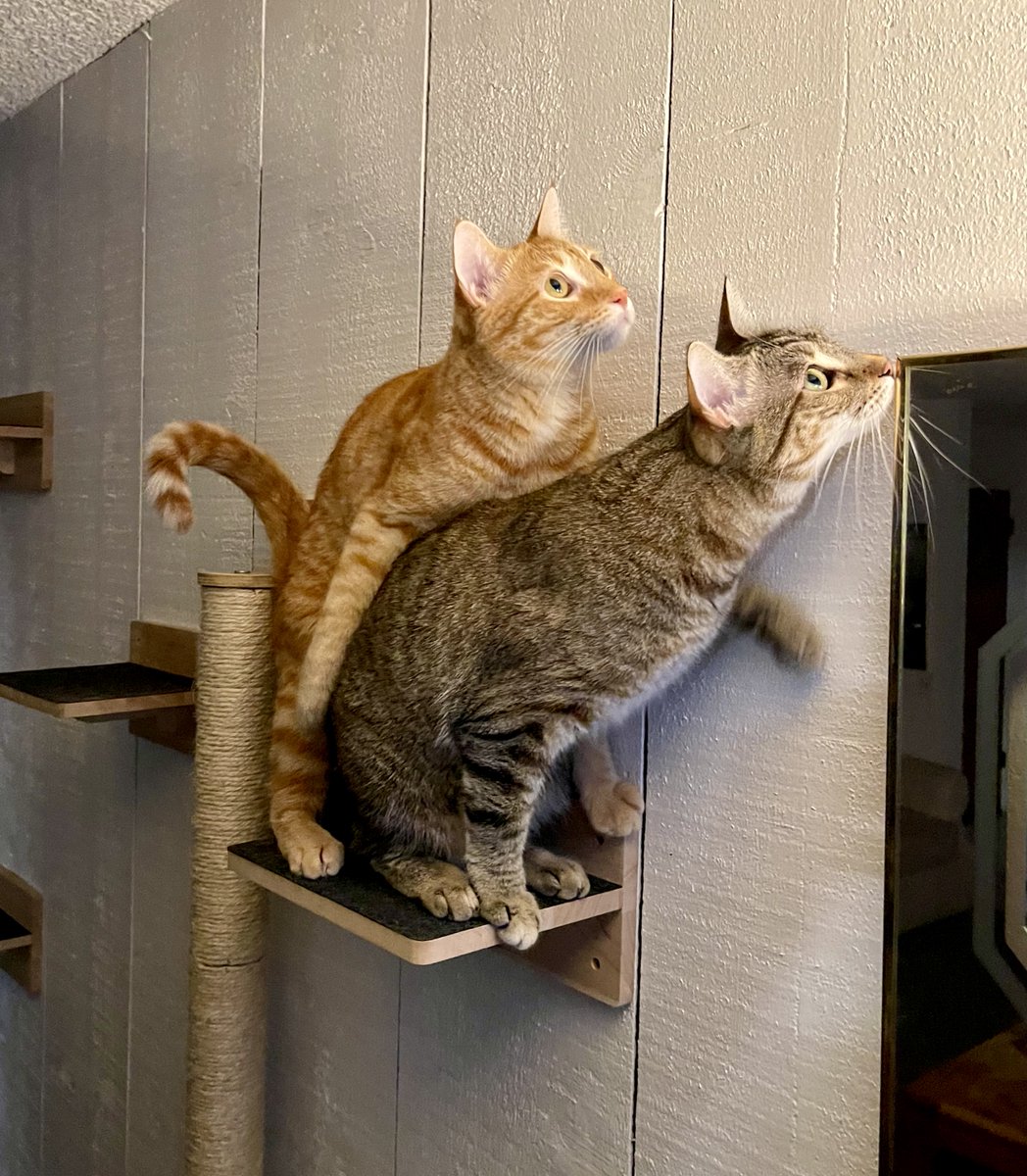 SubduedSnarl's tweet photo. Brother &amp; Sister on the shelf ! 

Happy #Caturday !!😸

#Max #Furrari https://t.co/alY3m4Pjsm