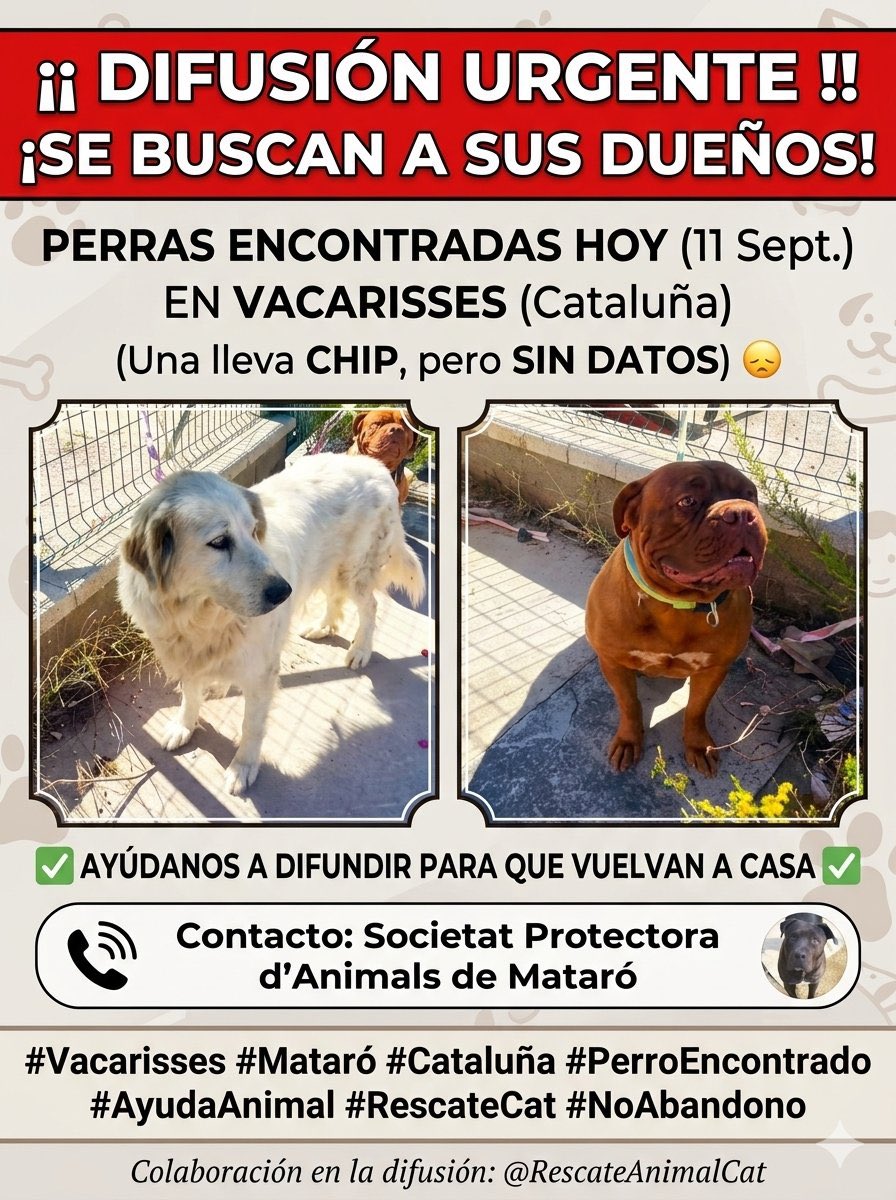 mtmonicaMimi's tweet photo. 🆘Necesitamos ayudar a estas 2 🦮🦮, para encontrar a sus tutores🆘
🙏🏻AYUDA Y COMPARTE
@areagossosbdn
@CAADMARESME
@joseAng83394176
@Ainhara69
@amaregar
@Erta2017
#perrosencontrados
#Vacarisses
#xarxaanimalstrobats https://t.co/jaEWTJqssg
