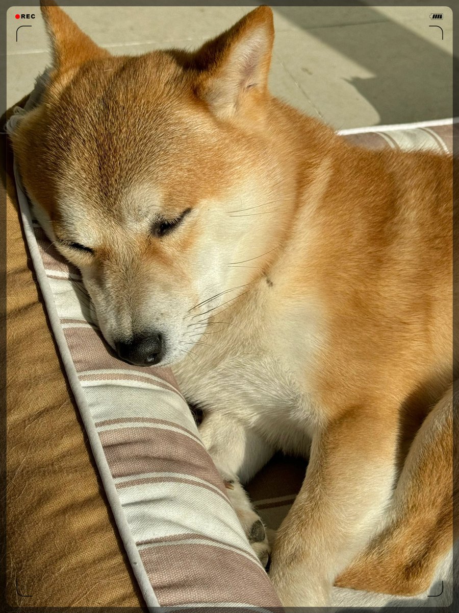Carollsantus's tweet photo. My pup cuddled up on my lap while I worked today—best desk mate I could’ve asked for https://t.co/HkyJx3ZLw1