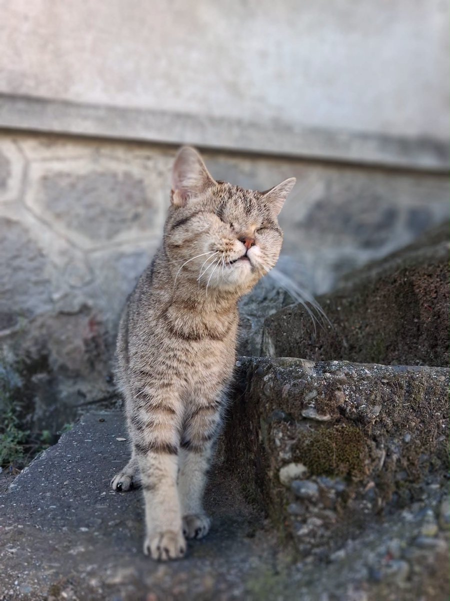 zllktlr's tweet photo. "Cins kedi, tabii ki üretim maduru.Kör olduğu için satılamadı, atıldı.Görmezlikten gelmeyin paylaşın etiket yapın.Çorbada sizin de katkınız bulunsun.Bir paylaşımınız engelli bir canı umut yuva olabilir.Dişi, kısır, 1 yaş civarı.İletişim;05364332137 Trabzon https://t.co/M8Z1DQtXqj https://t.co/RMyjxOVHNn
