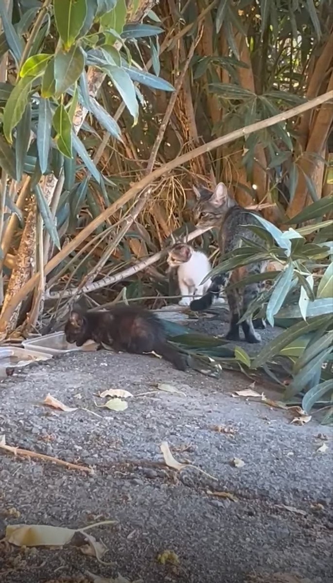 CefiroyCoco's tweet photo. Por favor, DIFUSIÓN 📢📢📢 
#Sevilla
Mamá y dos bebés. Corren peligro!!🆘🆘🆘
Contacto 646 45 15 96 https://t.co/yfyfVOYQHZ