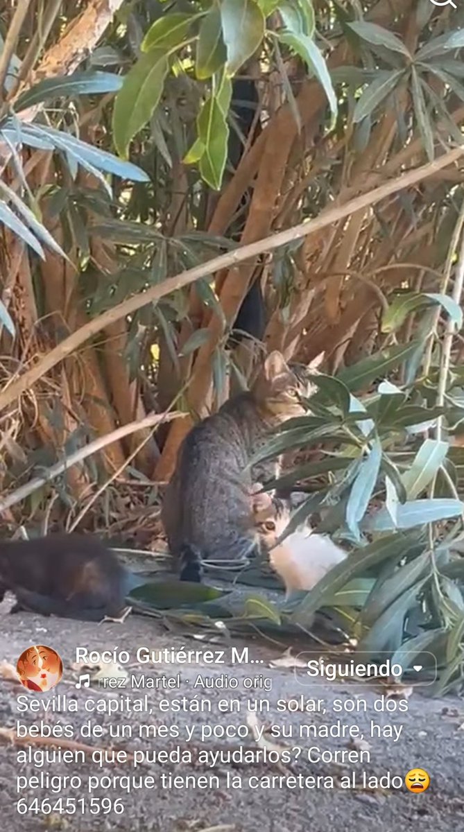 CefiroyCoco's tweet photo. Por favor, DIFUSIÓN 📢📢📢 
#Sevilla
Mamá y dos bebés. Corren peligro!!🆘🆘🆘
Contacto 646 45 15 96 https://t.co/yfyfVOYQHZ