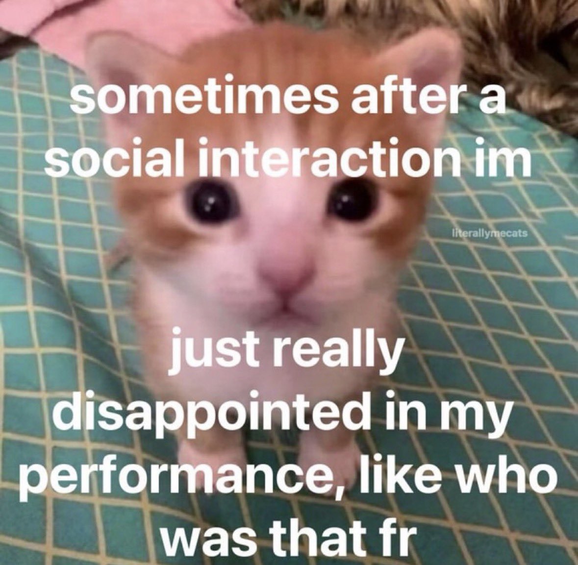 literallymecats's tweet photo. https://t.co/oOk8nUKOH9