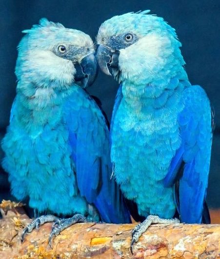 PortalBabados's tweet photo. 🚨ESPERANÇA! A arara-azul que inspirou o filme “Rio” (2011) que foi oficialmente declarada extinta, está RETORNANDO para a natureza no Brasil. 💙🦜 https://t.co/KUL1u6zUO0