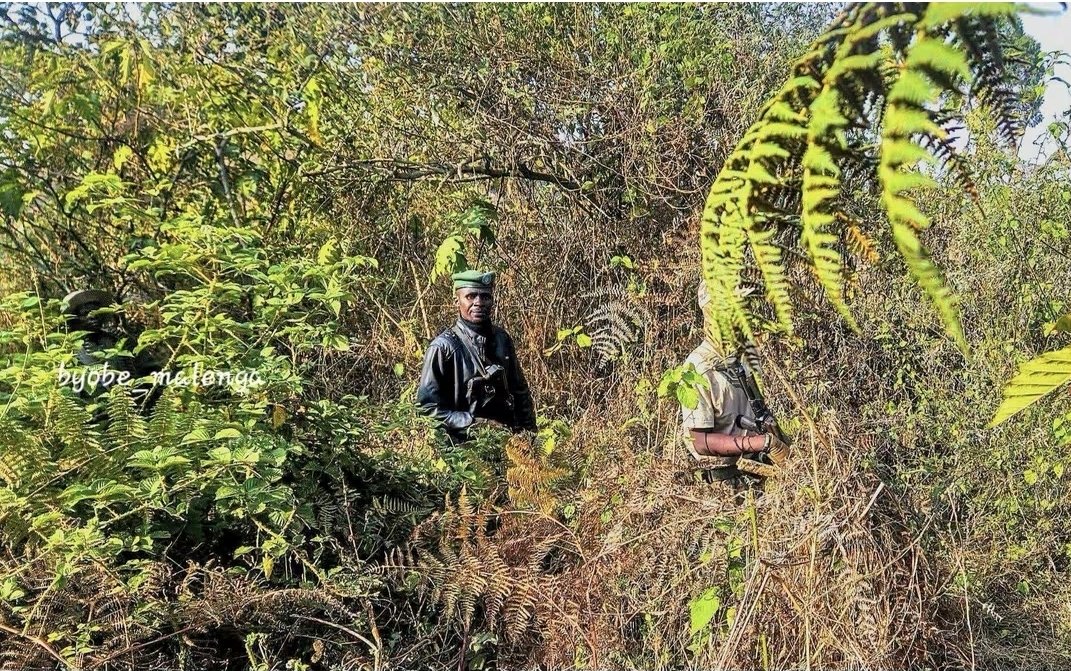 243Afro12253's tweet photo. #URGENT #FIZI : Des tirs d'armes lourdes et légères signalés à #Kanguli

Par Byobe Malenga 

​Des détonations d'armes lourdes et légères sont entendues ce vendredi soir, depuis environ 20 h 28, dans la localité de #Kanguli. La population de #Nakiele témoigne attendre les coups de feu, selon des sources locales.

​Bien que l'origine exacte des tirs et l'identité des assaillants ne soient pas encore officiellement confirmées, des alertes de proximité signalent la présence de combattants affiliés aux groupes #Twirwaneho, #Red_Tabara, ainsi qu'à l'alliance #M23_ARC / #AFCONGO,sous l'appui du #Rwanda, localisés à moins d'un kilomètre, au niveau d'Até Avocat, dans les hauts plateaux de #Fizi au #SudkivuGouv dans l'est de la #RDC.

​La situation demeure confuse et évolutive.