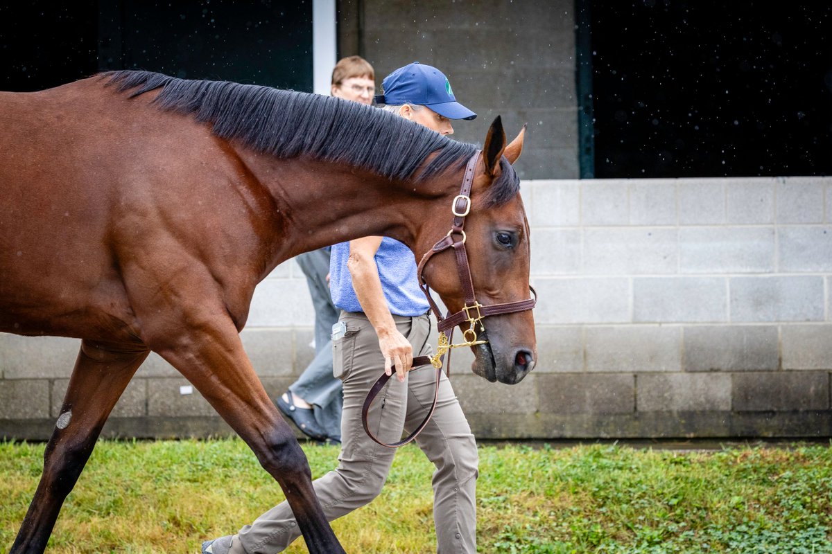 FedamoreStable's tweet photo. Rain to shine! Thank you to everyone who stopped by Barn 11 today to see our 4️⃣ Keeneland September Book 1 yearlings. We'll see you tomorrow 👋 https://t.co/u5bkqxjsCe
