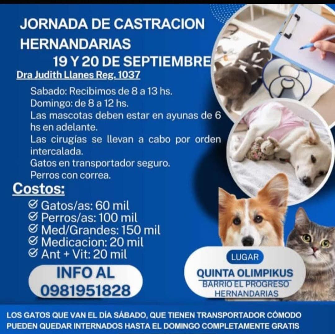 MarcoHuellasPy's tweet photo. Jornadas de castraciones a bajo costo 🙌 toda la información en las imágenes solo ayudamos publicando 🐾🙌 https://t.co/5gAHjRNuve