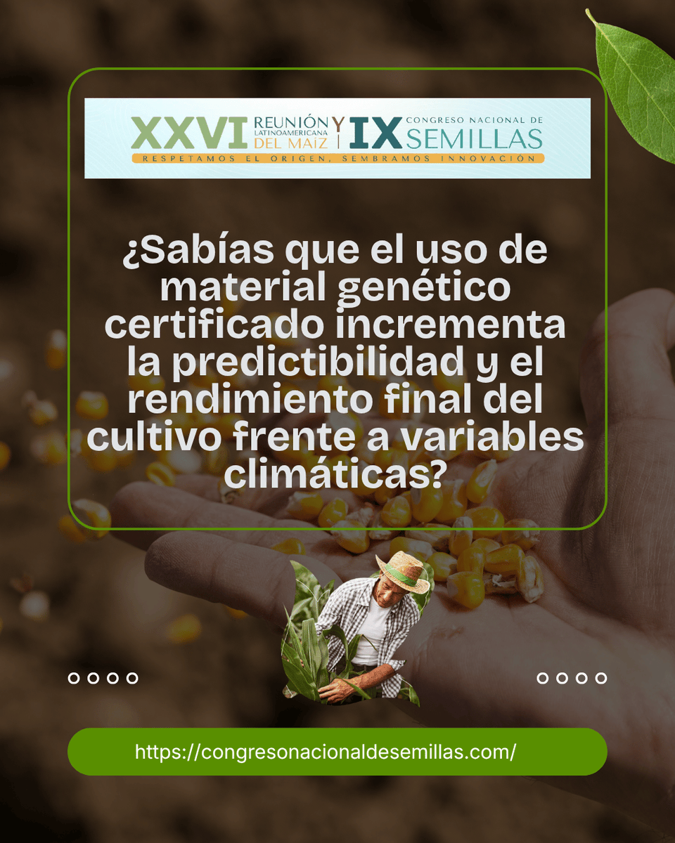 ACOSEMILLAS's tweet photo. #CongresoDeSemillasEnIbagué.- Del 5 al 6 de noviembre, la capital musical de Colombia se convertirá en el epicentro de la discusión técnica del agro latinoamericano.
El IX Congreso Nacional de Semillas y la XXVI Reunión Latinoamericana del Maíz reunirán a investigadores, empresas, asesores y productores para analizar los retos del mercado global y el desarrollo tecnológico que está transformando nuestros campos. 
Espacios de actualización de alto nivel y networking estratégico diseñados para quienes impulsan la cadena productiva, desde su raíz.

Conoce la agenda académica, los ejes temáticos y asegura tu cupo ingresando a https://t.co/04gqycjefC 

@LeoarizaR @ICACOLOMBIA @FENALCE @SemillasValleSA @semillashuila @AgroinsumosSas @JulioRamirezDu1