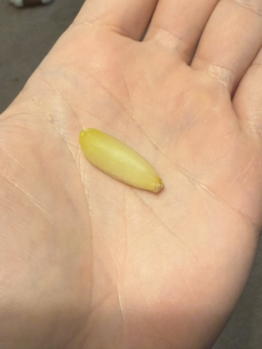 ijospiderman's tweet photo. Found this in the bottom of my washer. No wonder all my clothes smelled faintly of garlic! https://t.co/Lz3zjgGrTk