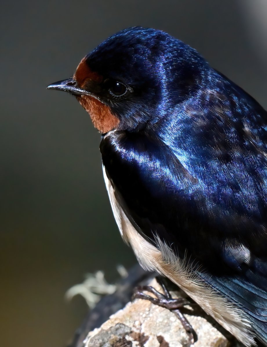 CarlBovisNature's tweet photo. Portrait of a Swallow. 🐦
When they're zipping about in the sky, you don't really get to see how beautiful they are! 😍😊 https://t.co/9Hie2SMzZO