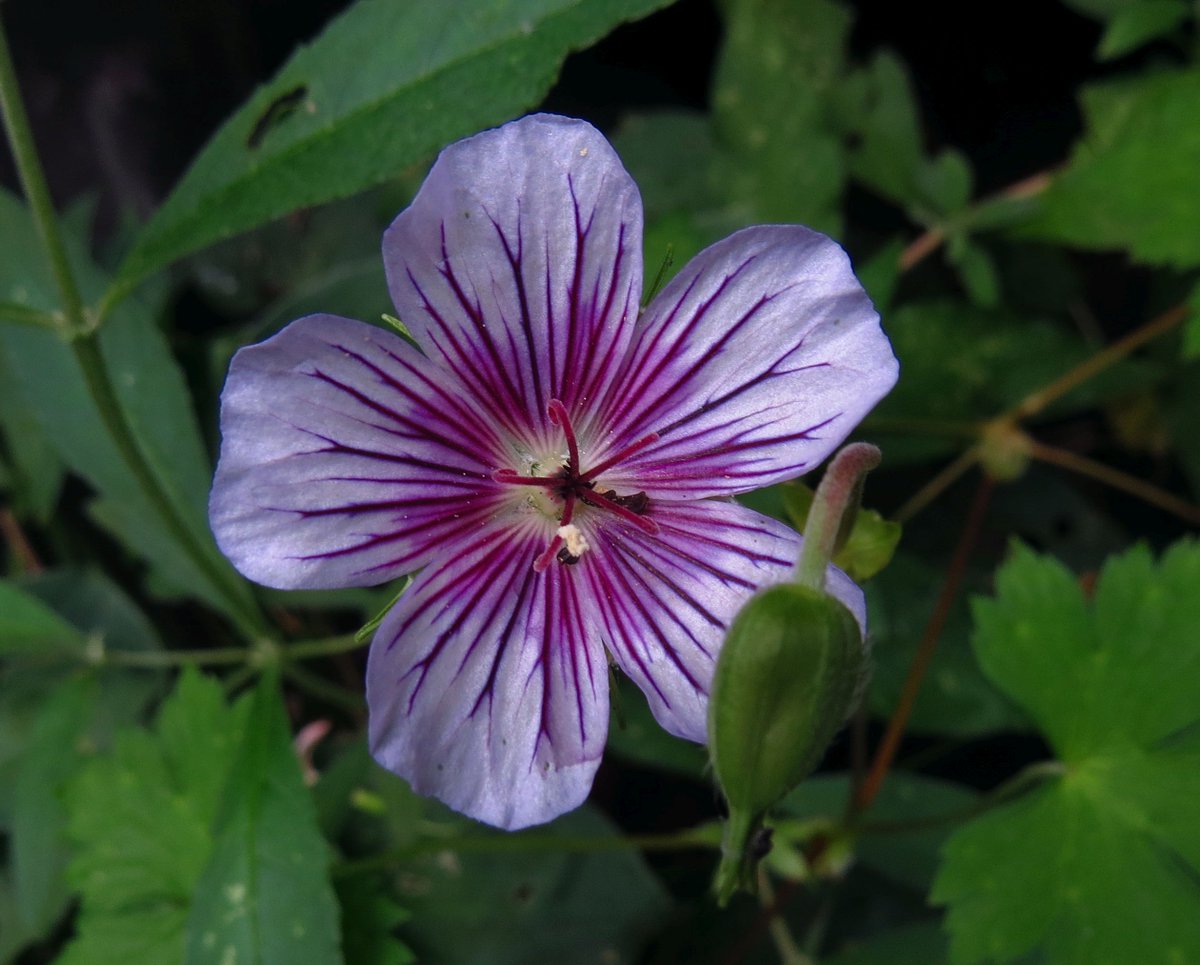 angegarrod's tweet photo. #gardenersworld
A few more from this week

#flowers #springwatch #autumnwatch https://t.co/rLcMbzJySF