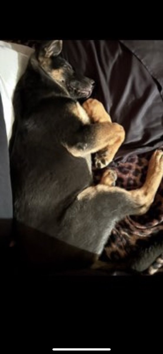 FreeRangePaws tweet picture