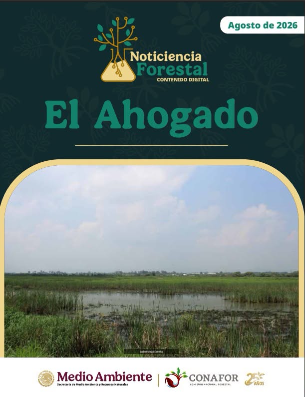 CONAFOR's tweet photo. Cuando los humedales desaparecen, aumentan las inundaciones, disminuye la biodiversidad y la calidad del agua.

Recuperar El Ahogado significa devolverle espacio a la naturaleza y fortalecer la resiliencia ambiental en Guadalajara, #Jalisco.

📗Conoce más: https://t.co/vYlScYwzOS https://t.co/a18qQoiofO