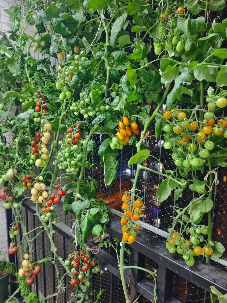 grotl971739's tweet photo. My tiny balcony now has fresh veggies! From zero green thumbs to growing tomatoes u0026 herbs in 2 months—small wins make big days.， https://t.co/ed9AxKh0GX