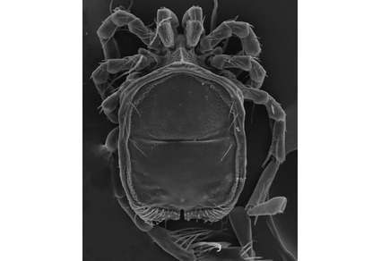 Zootaxa's tweet photo. Aturid water mites (#Acari: #Hydrachnidia; #Aturidae) from #Türkiye, part III: genus #Aturus Kramer, 1875
#taxonomy
https://t.co/TCH4bHiNiw https://t.co/FUuegxCDVF