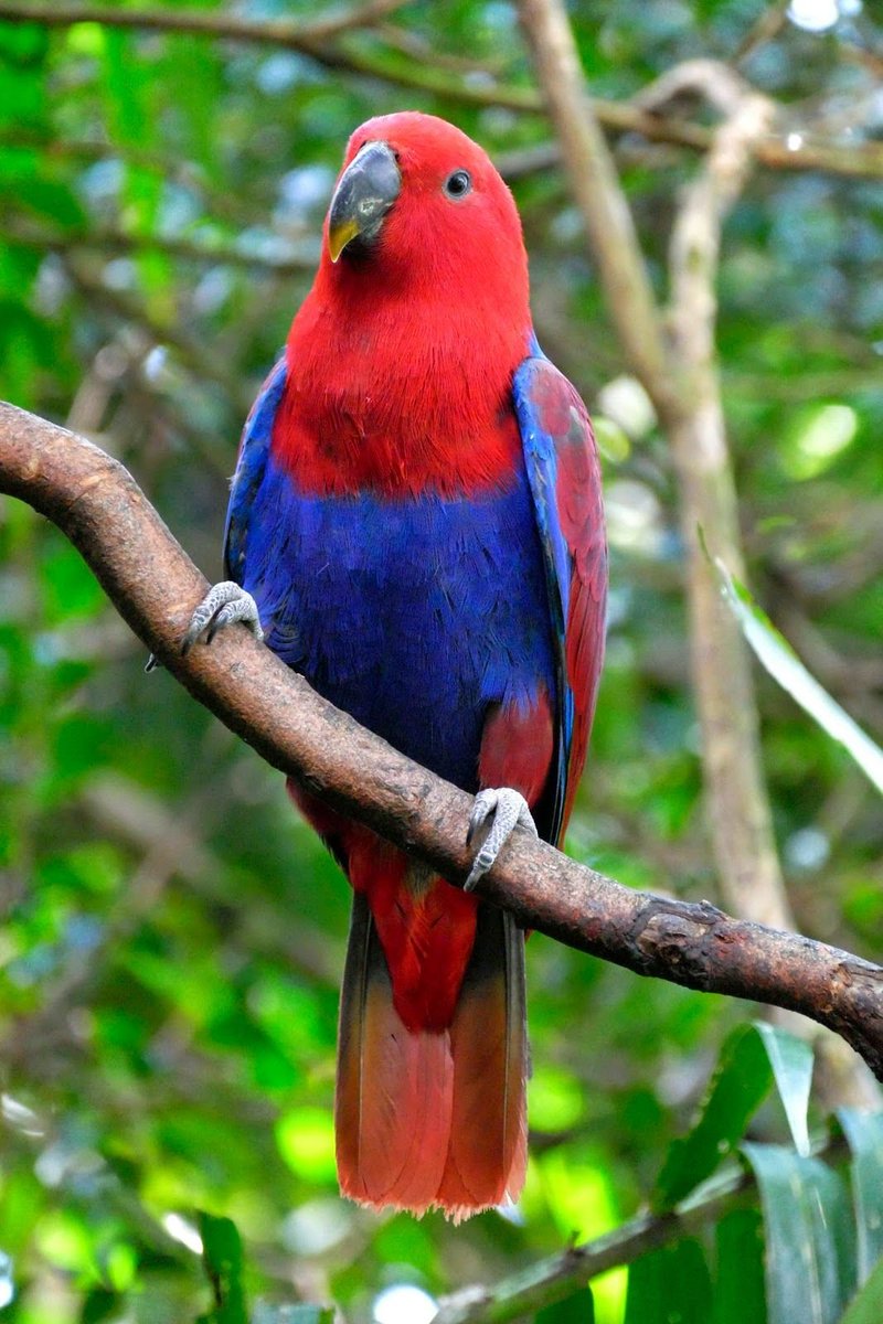 koelooooo's tweet photo. this this... is the most jalur gemilang looking bird i could find..... behold the female eclectus https://t.co/tt0bkDsKlx