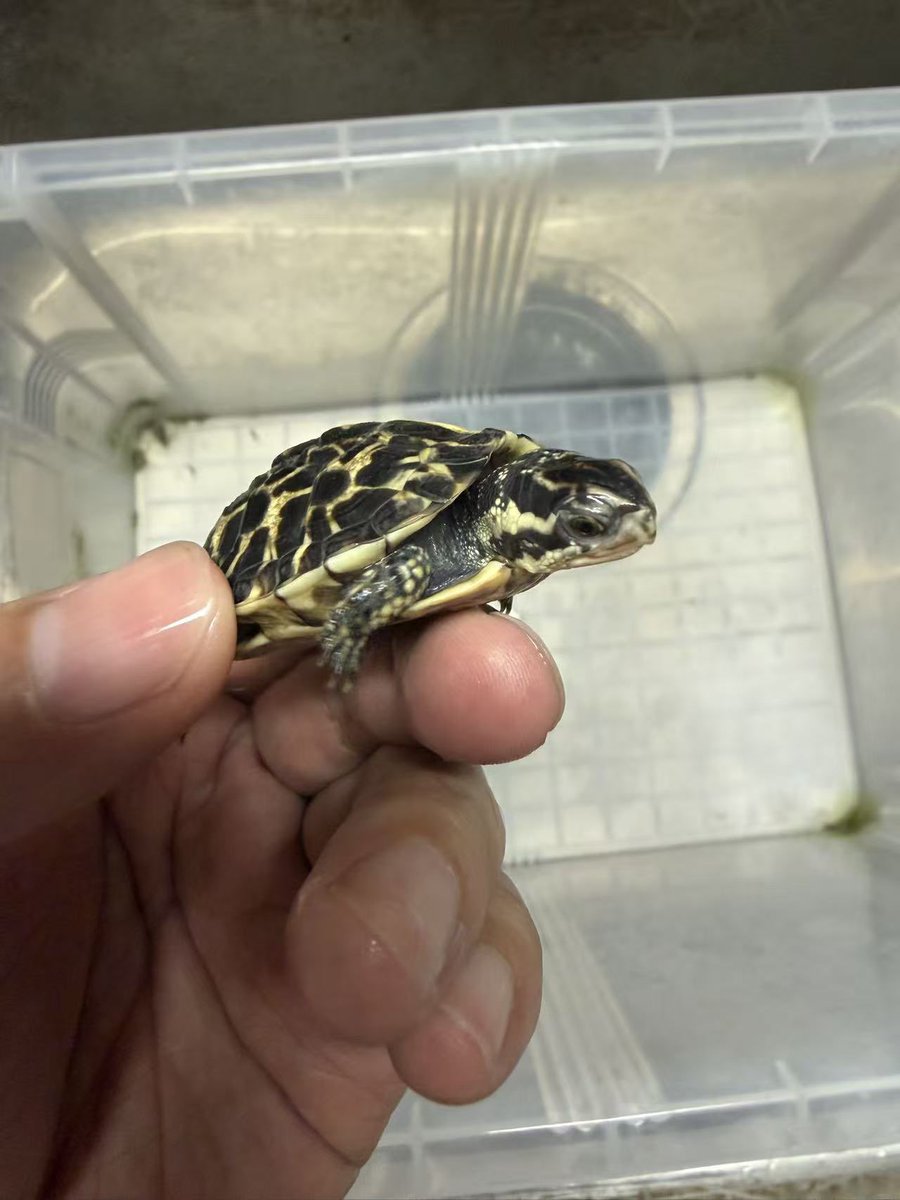 ReptileWanted's tweet photo. フロリダハコガメ26CB（2匹）
元気な子です。
ご興味のある方はお気軽DMしてください。

今後はウェブサイトにも同時に掲載していく予定です。
気になる方は、ぜひウェブサイトもチェックしてみてください。
https://t.co/5PlgzryLYl

#フロリダハコガメ https://t.co/J97myQZ54x