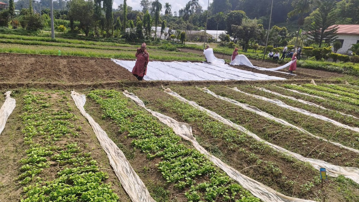 greengrowth26's tweet photo. बागवानी विकास केन्द्र सिन्धुलीले उत्पादन गरेको काउली, बन्दा, ब्रोकाउली, रायो, गोलभेडा लगायतका तरकारी बेर्ना हरु बिक्री भइरहेको छ । https://t.co/yYYoFyNAfK