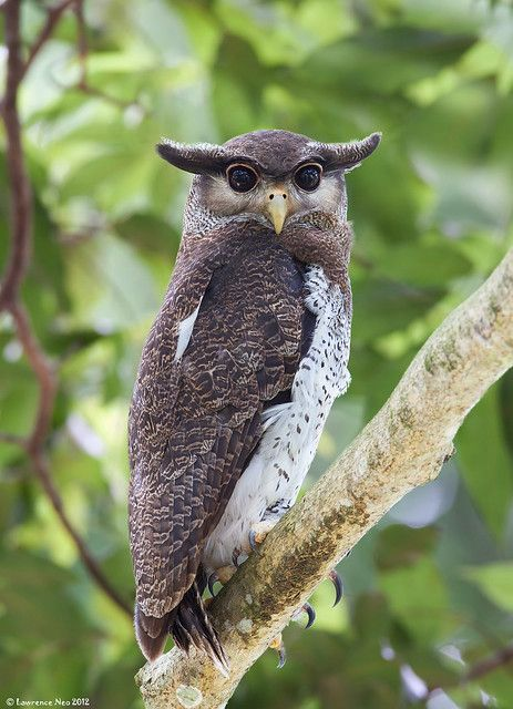 koelooooo's tweet photo. 31/8 is malaysian independence day...... you know what that means..........
malaysian birds time 🇲🇾🇲🇾🇲🇾

1: Burung Hantu Bubu (Malay Eagle Owl) https://t.co/mB7qqL9qX0