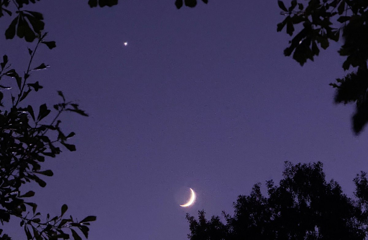 sage_astr's tweet photo. venus and the moon perfectly framed by the trees https://t.co/1KQmlNSIrx