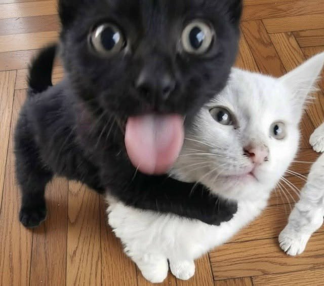 jylenjne's tweet photo. ชาโคลบอกว่า “แบร่ 😝”
#blackerknp https://t.co/n8F55QRbA9