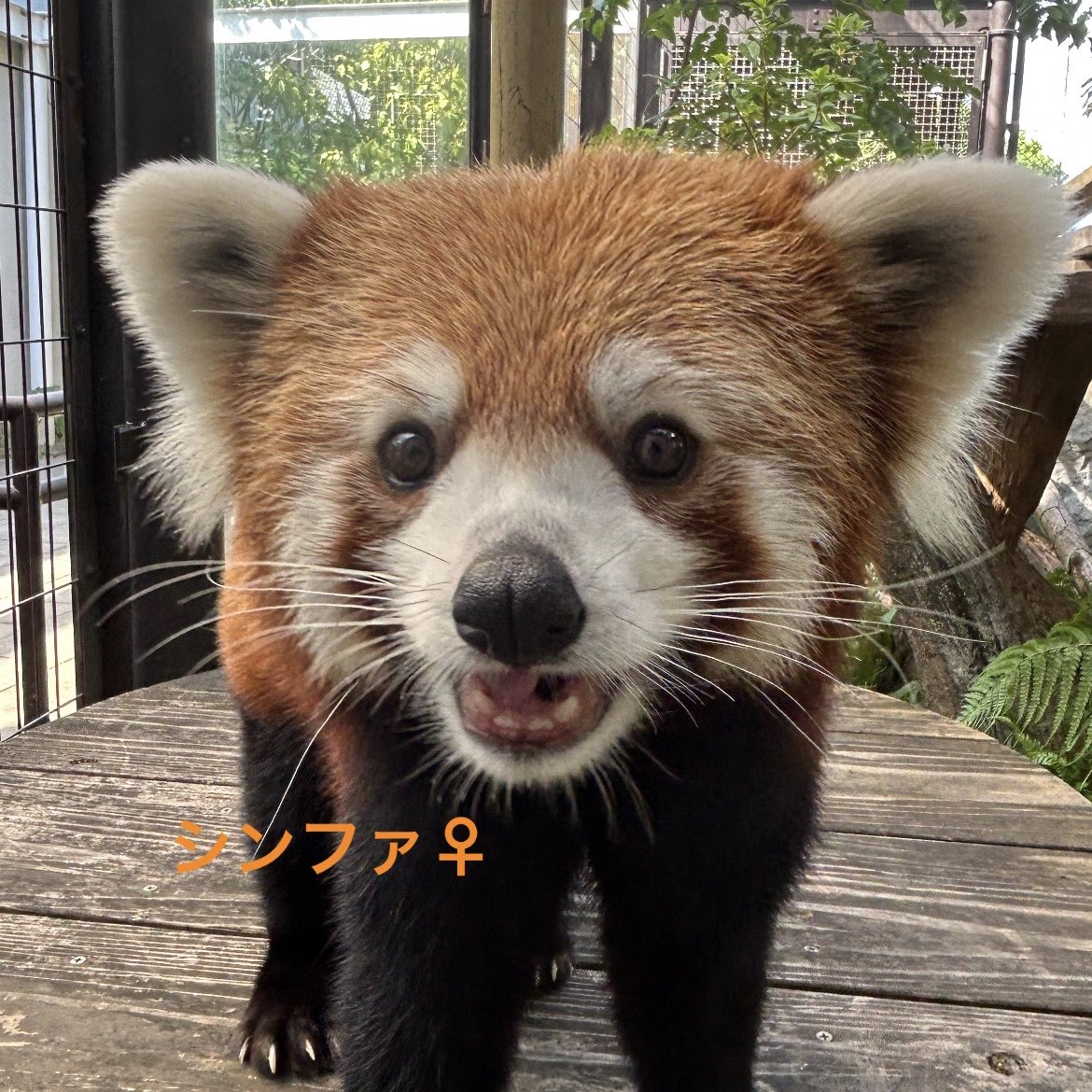 kumamotocityzoo's tweet photo. 【レッサーパンダ、シンファ♀の仔のお名前が決まりました👏🎊】

8月8日〜23日に、レッサーパンダ #シンファ♀ の仔のお名前投票を行いました。
その結果、『桃香(もこ)』に決定いたしました✨✨

正門と公式Xで受け付けを行い、総投票数はなんと約２万票！！

(つづき⬇️) https://t.co/o0hTBInx0y
