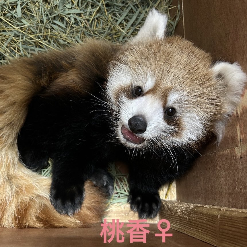 kumamotocityzoo's tweet photo. 【レッサーパンダ、シンファ♀の仔のお名前が決まりました👏🎊】

8月8日〜23日に、レッサーパンダ #シンファ♀ の仔のお名前投票を行いました。
その結果、『桃香(もこ)』に決定いたしました✨✨

正門と公式Xで受け付けを行い、総投票数はなんと約２万票！！

(つづき⬇️) https://t.co/o0hTBInx0y
