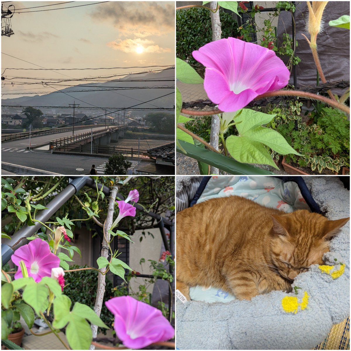 mococari75's tweet photo. 今日も晴れ☀️朝から暑い🫠猫たち、動き悪く寝てばかり😺💤😅庭の花〜今朝はアサガオ4輪咲き、サルスベリ、ホウセンカ、オシロイバナも賑やかに‼️🩷💚🌿　
#TLを花でいっぱいにしよう
#猫のいる暮らし　#イマソラ https://t.co/heLS4KuQYP