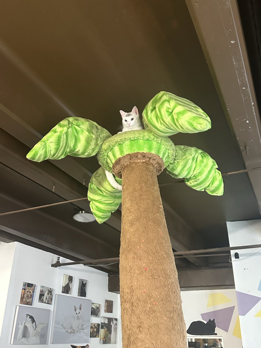 schwesea's tweet photo. Went to a cat cafe today and was in awe of this queen who REFUSED to interact with any of us. 10/10 no notes. https://t.co/Jho6XDobAp