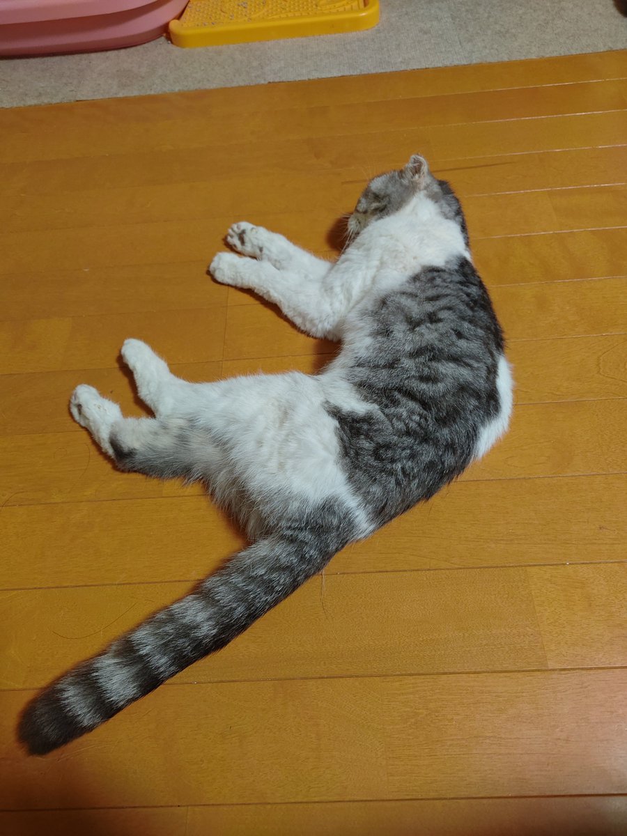 tsurumarupikka's tweet photo. 我が家の愛猫が先程旅立ちました🥹
恐らく老衰...
息が止まる寸前まで僕の手を握っててくれました...
16歳11ヶ月、長生きしてくれてありがとう！
キミのことは忘れない😭 https://t.co/t4NbjsCi9u