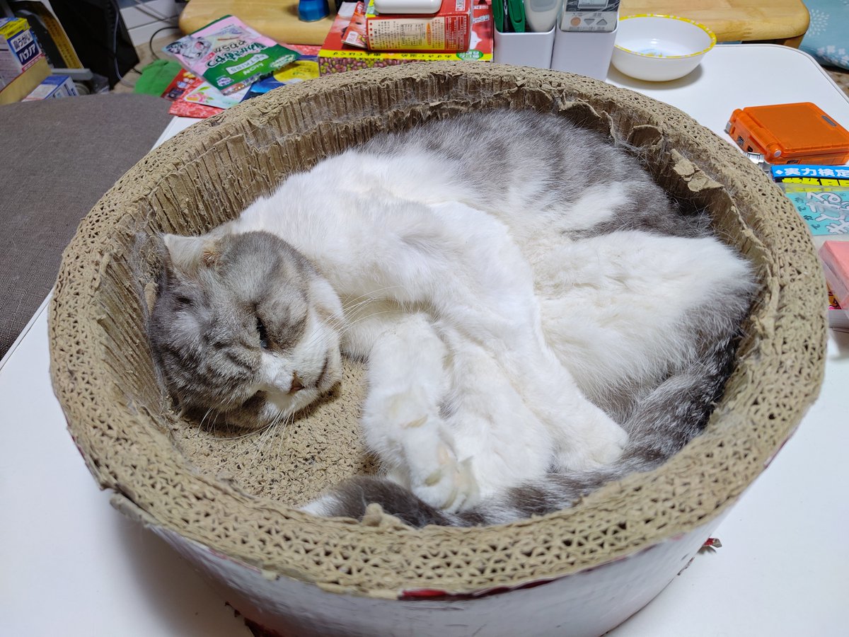 tsurumarupikka's tweet photo. 我が家の愛猫が先程旅立ちました🥹
恐らく老衰...
息が止まる寸前まで僕の手を握っててくれました...
16歳11ヶ月、長生きしてくれてありがとう！
キミのことは忘れない😭 https://t.co/t4NbjsCi9u