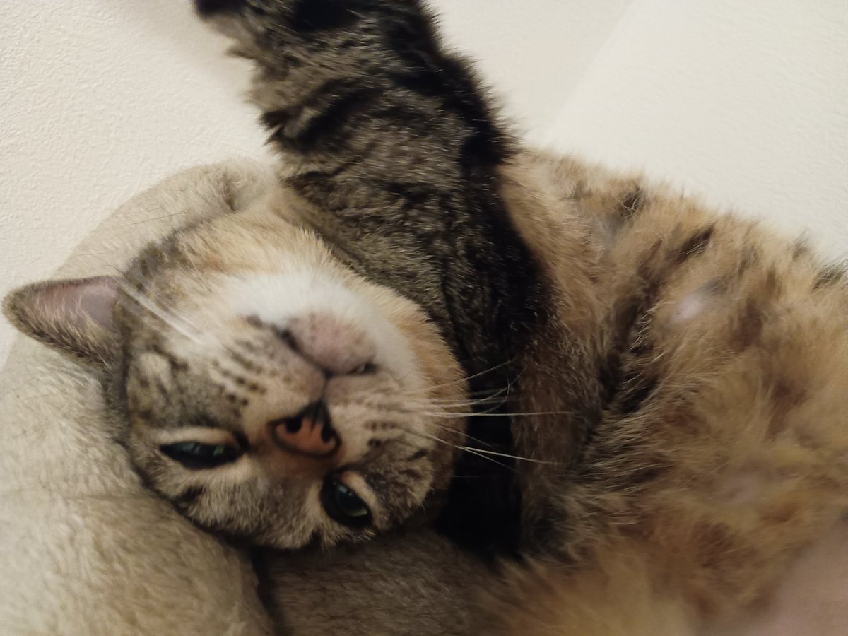 nicochima126's tweet photo. ぼくもかわいいでし😺‼️

#キジトラ
#ねこかわいいね https://t.co/7lv2NuGNou