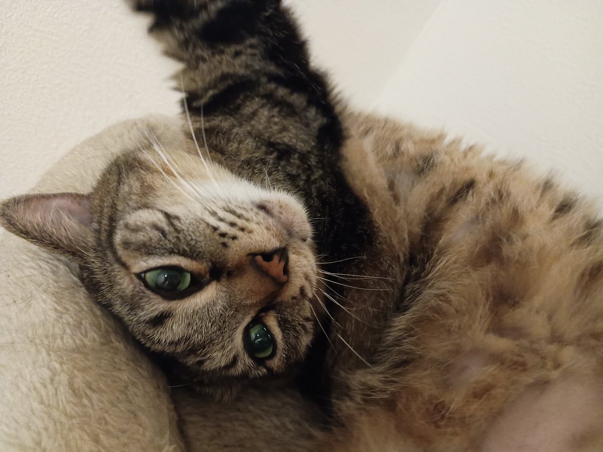 nicochima126's tweet photo. ぼくもかわいいでし😺‼️

#キジトラ
#ねこかわいいね https://t.co/7lv2NuGNou