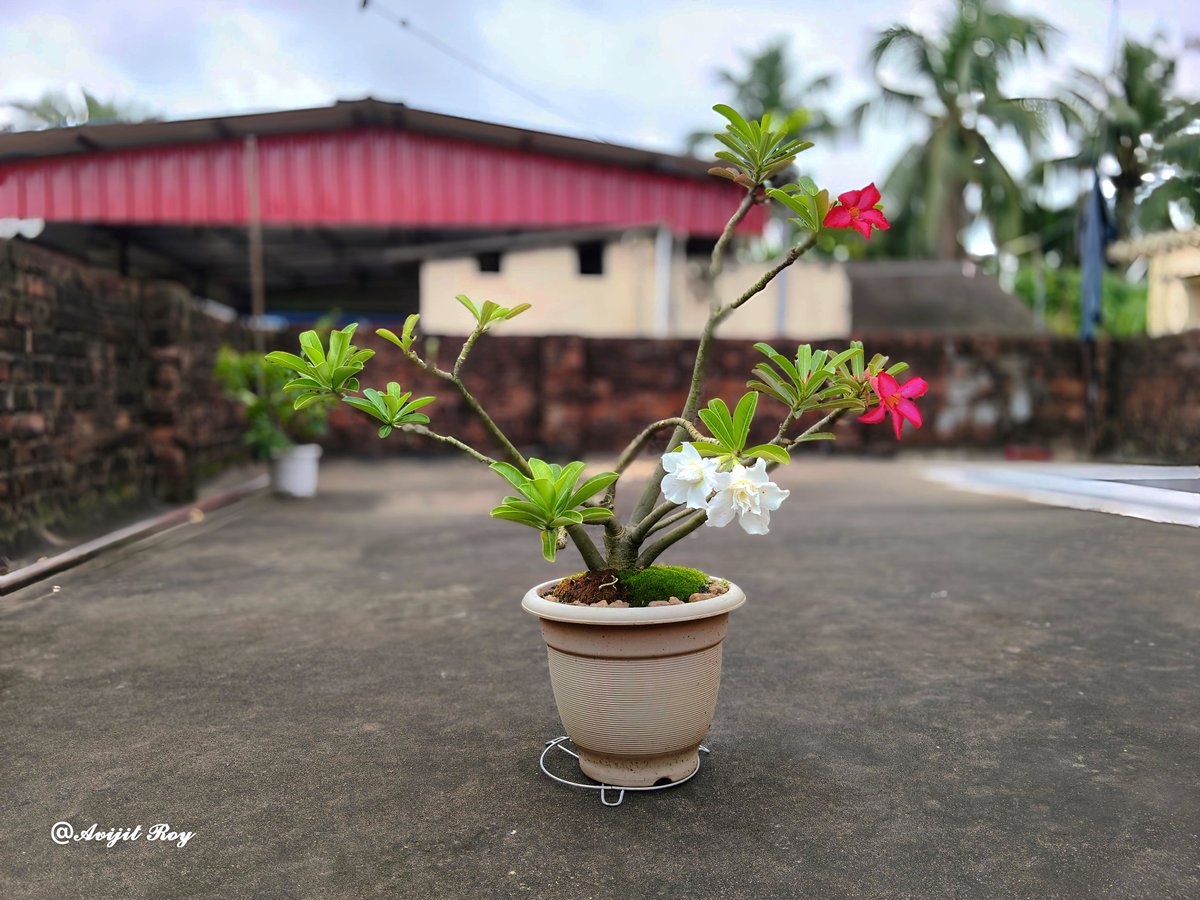 haslohana's tweet photo. #MondayThoughts
​From demanding double from our parents as kids, to demanding too much from nature as adults—some habits never change.​..⏳🍃🥀 https://t.co/PAy70negoX