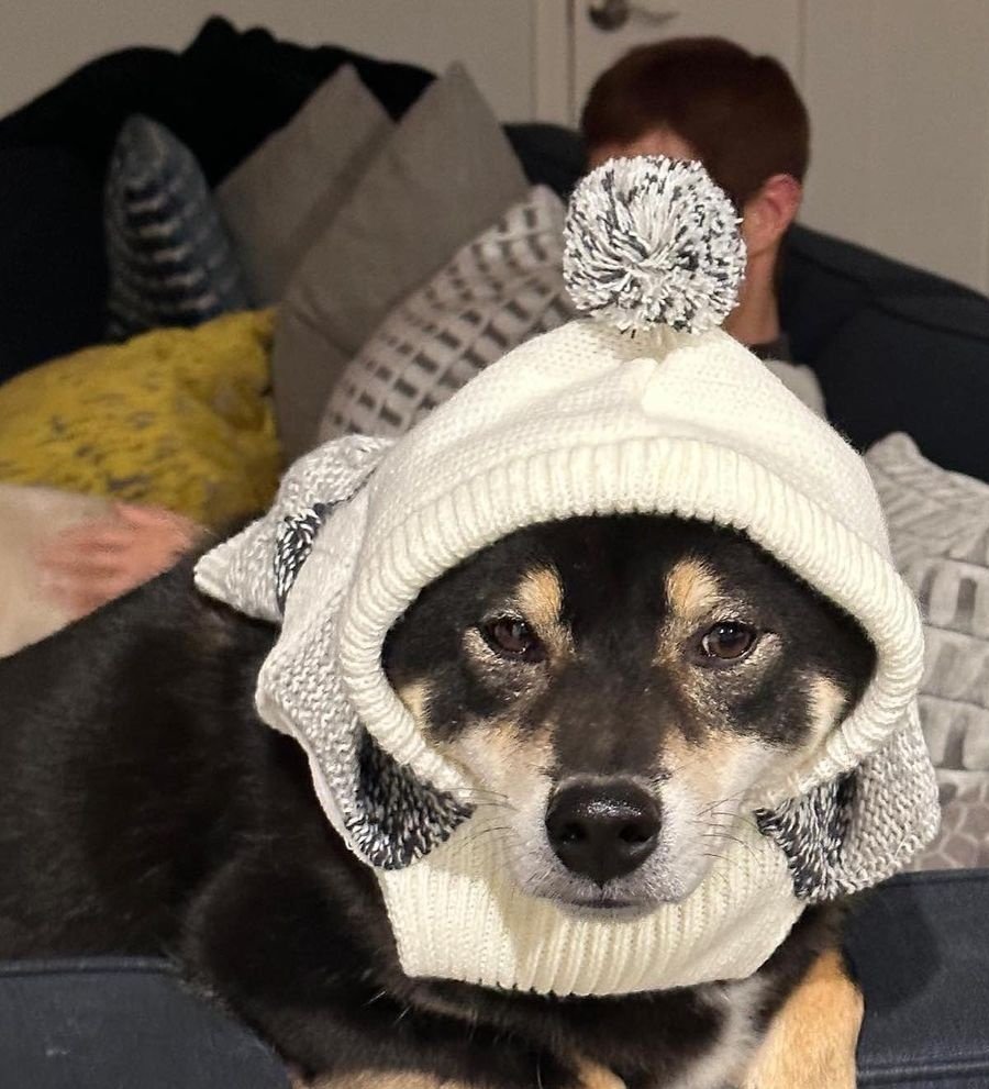 LoveMarkTuan93_'s tweet photo. มาร์ค อีกมืออุ้มลูก อีกมือจูงหลาน
เป็นน่ารักมากๆๆๆ 🐰🐶 
ลูกชายตัวขาว เลยต้องอุ้ม 
หลานคิท ตัวไหญ่ เลยจูง 😂 https://t.co/W0omPI43dX