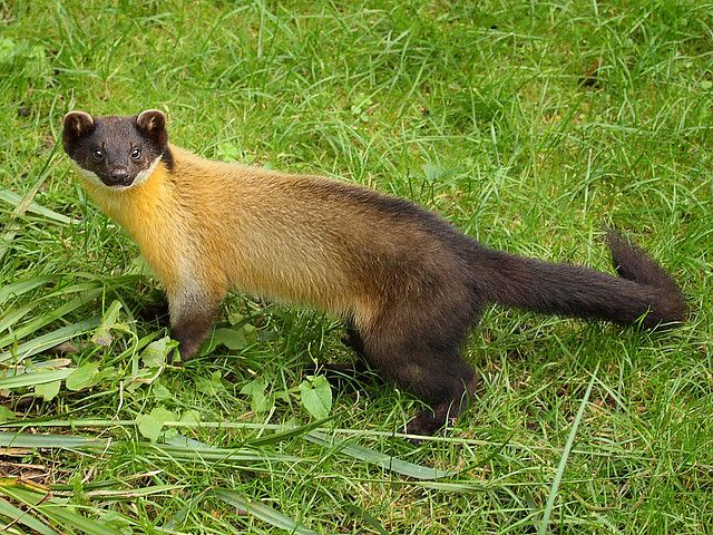 DanieI_Temo's tweet photo. Shout out to the underappreciated yellow-throated marten. They also get a GIANT tail and very very very cool winter coat, almost looks like they got a cool helmet https://t.co/ws0udF9eSy