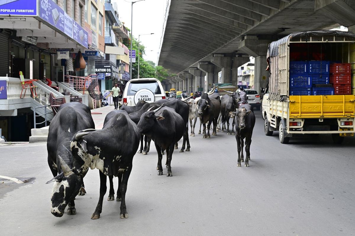 Dbpille007's tweet photo. @krishnabgowda @bbmpcommr 
Sir
Cows are being left unattended on the road, causing traffic and serious safety risks for commuters and the animals. Request the authorities to take immediate action and penalties for cow owners https://t.co/7VI9nzYNUV