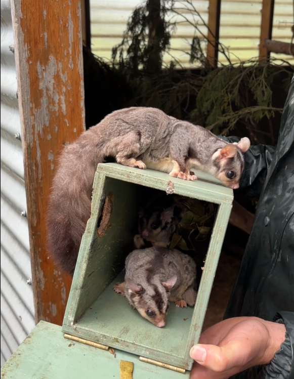GHCMA's tweet photo. Approaching Monday like a Squirrel Glider out of a box - bright eyed and bushy tailed - ready to face the day #letsdothis #suchbigfeet #somanytoes #monday #MondayMotivation #nofilterneeded https://t.co/XFY3g48IiL