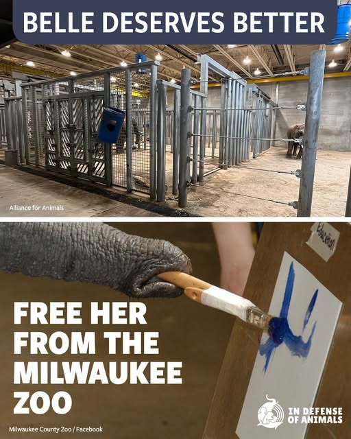 tiger26931's tweet photo. Belle is intelligent, curious, and capable of so much more than a life behind zoo walls.
Join us in calling on the Milwaukee County Zoo to free Belle from a solitary life in captivity.
Act now: https://t.co/d6qdPng23N https://t.co/Aov1Nhxvbq