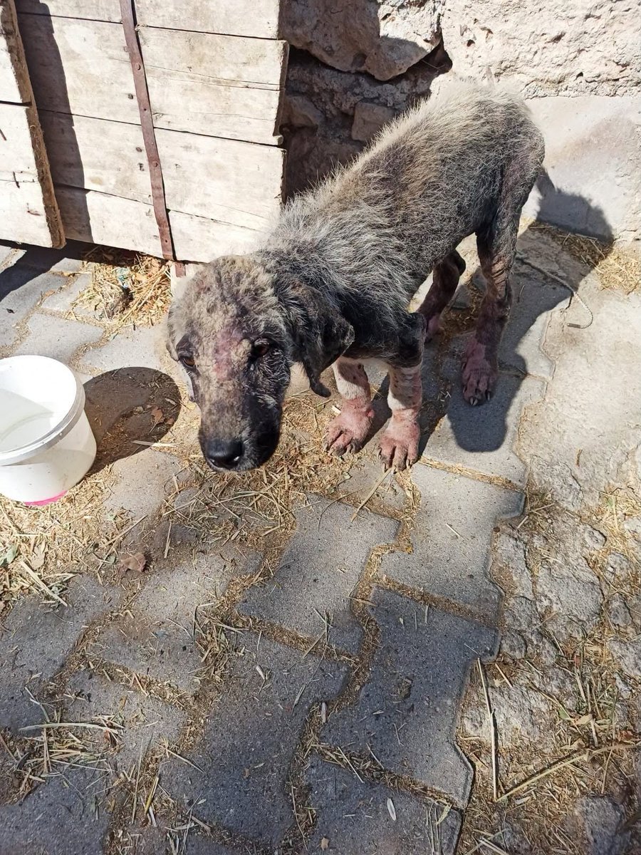 zllktlr's tweet photo. "AKSARAYIN bir köyünde perişan halde uyuz olmuş yavru kimse yardım etmiyor Korumaya alabilecek tedavisini yapabilecek dernek ya da gönüllü arıyoruz Yerinde tedavi edilse de köyde barındırmazlar bu cocugu, bu yüzden korumaya alınması gerekiyor
+905392681603 https://t.co/BRHMrdx997 https://t.co/KLb3PeGH3B