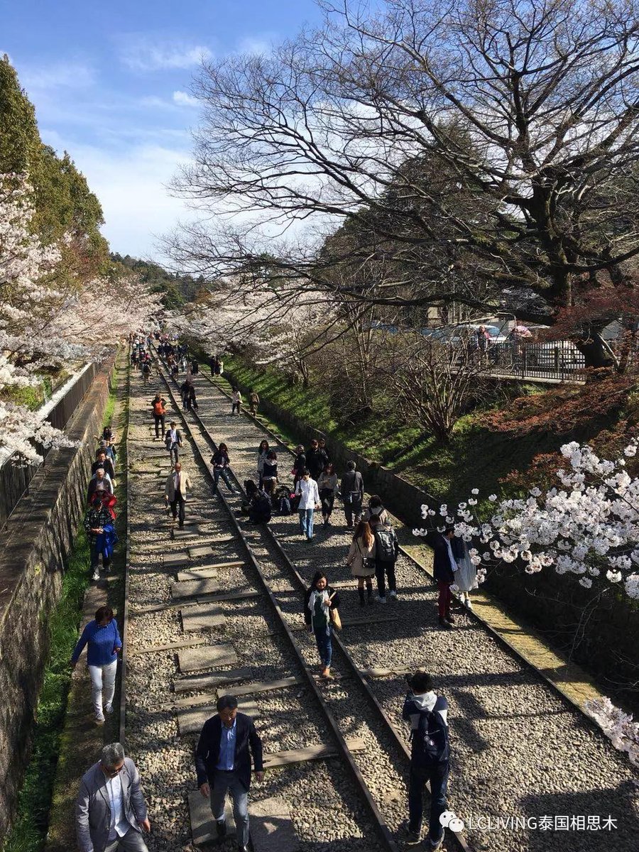 Nitin7526567751's tweet photo. Just landed in Kyoto, my new favorite travel spot! Cherry blossoms everywhere and the matcha latte hit different here  #JapanTravel #KyotoVibes， https://t.co/Gqzh2n6srN