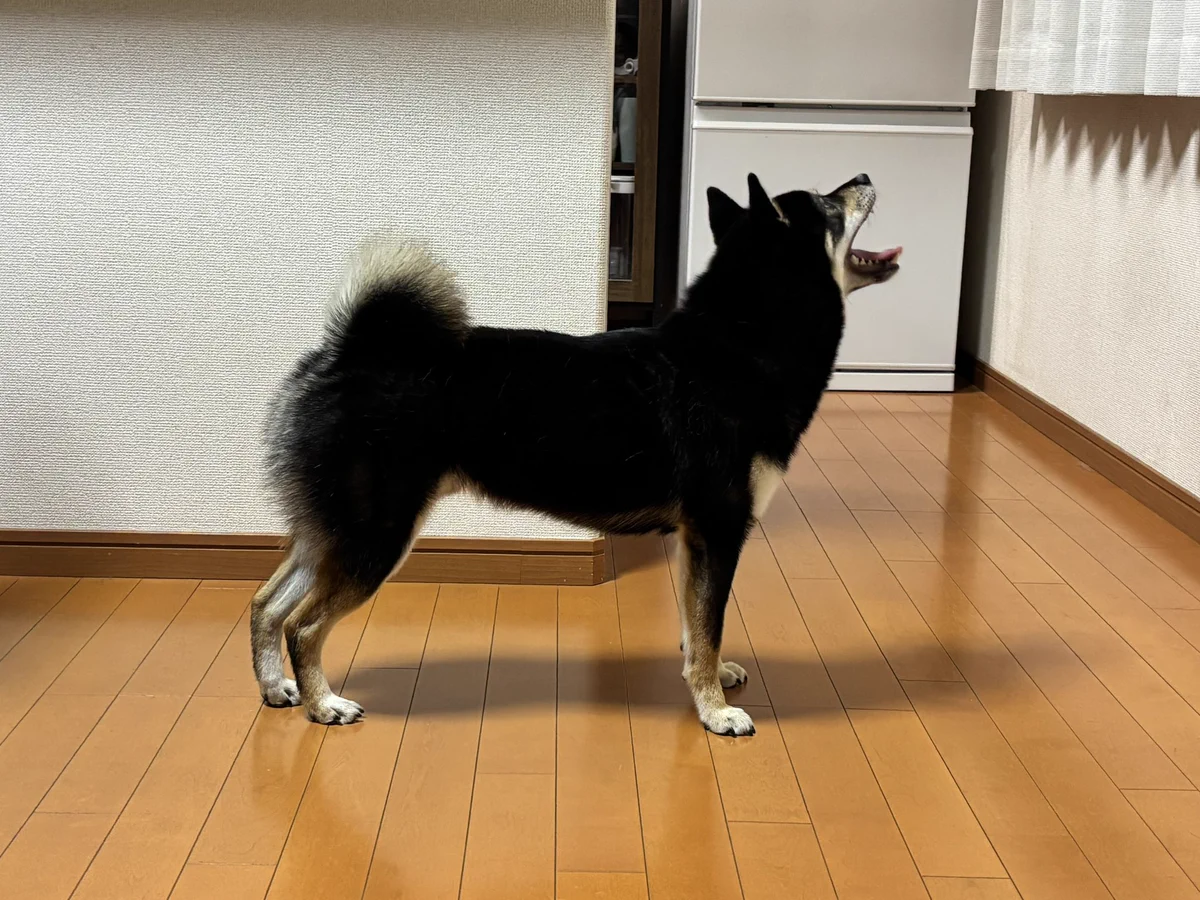 おこげ on X / X